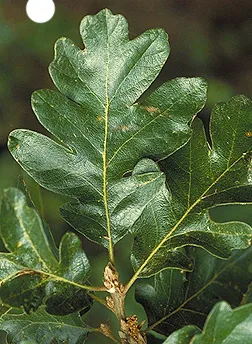 Garry oak leaf, identified by Saanich as a protected tree species.